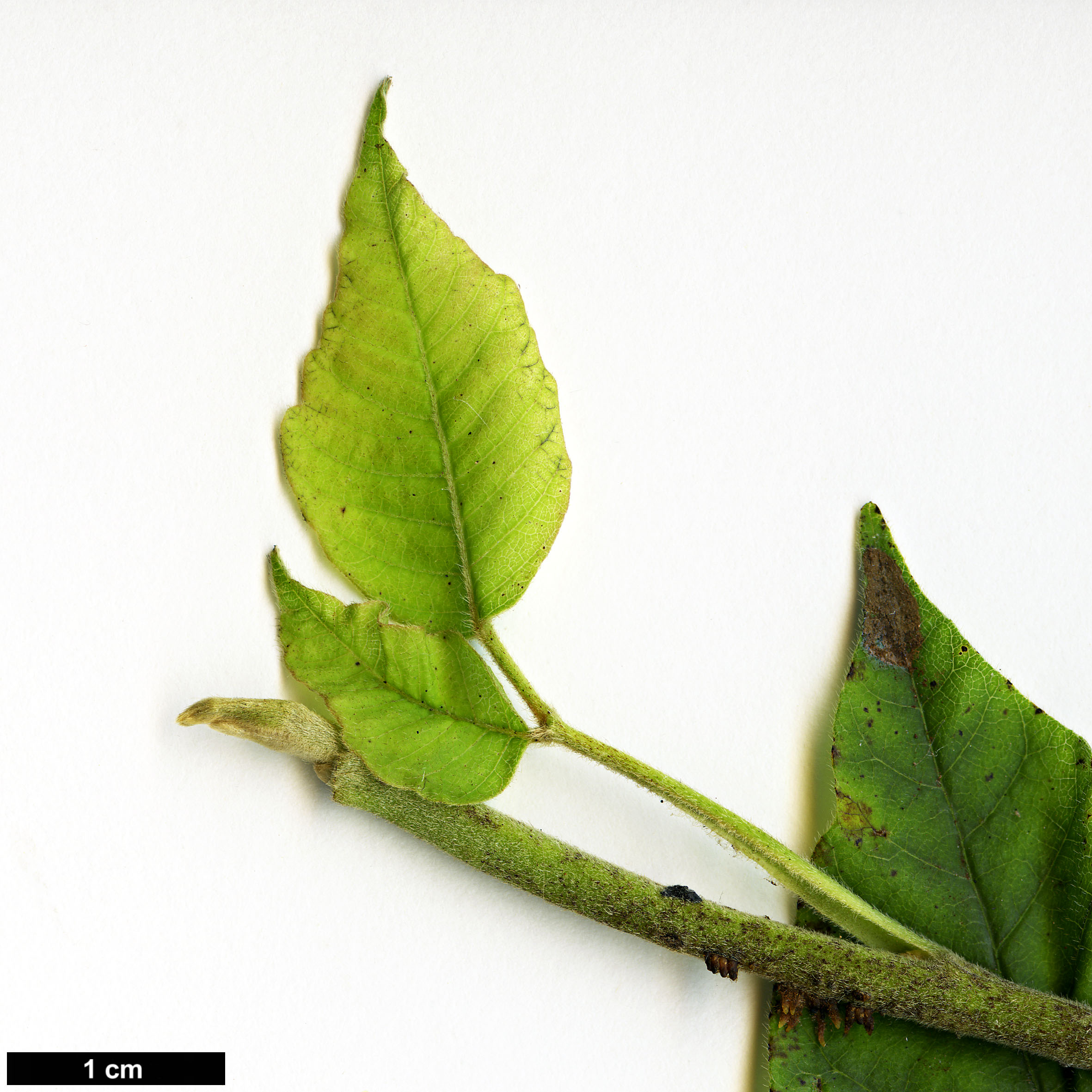 High resolution image: Family: Anacardiaceae - Genus: Rhus - Taxon: radicans